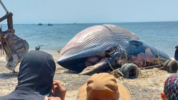 Cá voi khổng lồ được ngư dân Liên Hương kéo vào bờ, sáng 3/8 - Sputnik Việt Nam