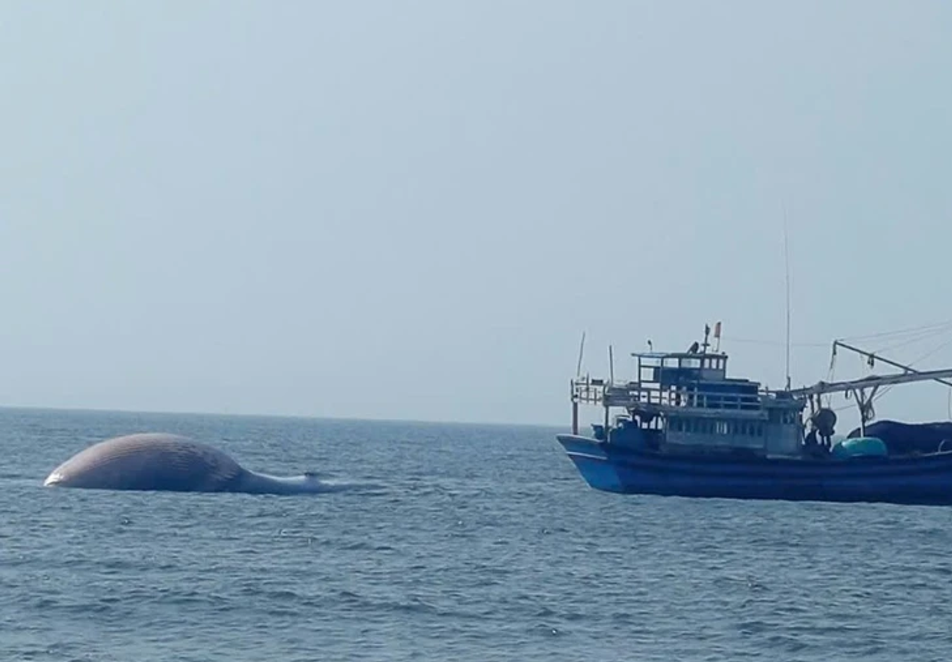 Xác cá voi được ngư dân vùng biển Liên Hương, tỉnh Lâm Đồng phát hiện trôi dạt vào bờ chiều 2-8 - Sputnik Việt Nam, 1920, 03.08.2025