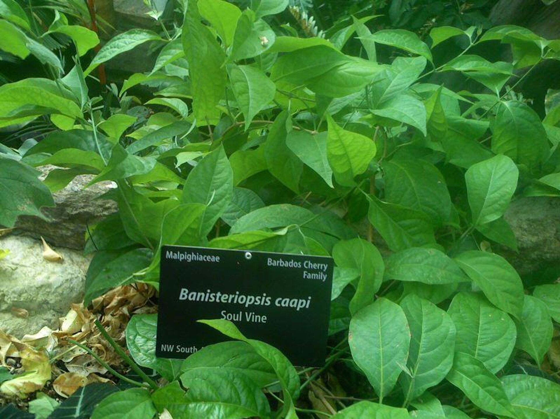 Banisteriopsis caapi - Sputnik Việt Nam, 1920, 11.08.2025