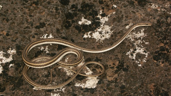 Con rắn - Sputnik Việt Nam