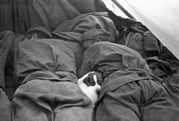 Giải phóng Tiệp Khắc khỏi sự chiếm đóng của phát xít Đức trong chiến dịch tiến công Praha (6-11 tháng 5 năm 1945) do Hồng quân Liên Xô tiến hành. Những chiến sĩ Hồng quân đang ngủ, bên cạnh là một chú chó - Sputnik Việt Nam