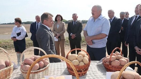 Tổng thống Belarus Alexander Lukashenko - Sputnik Việt Nam