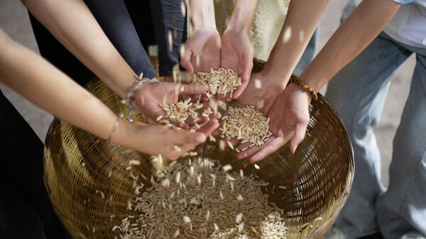 Những hạt cốm gạo
 - Sputnik Việt Nam