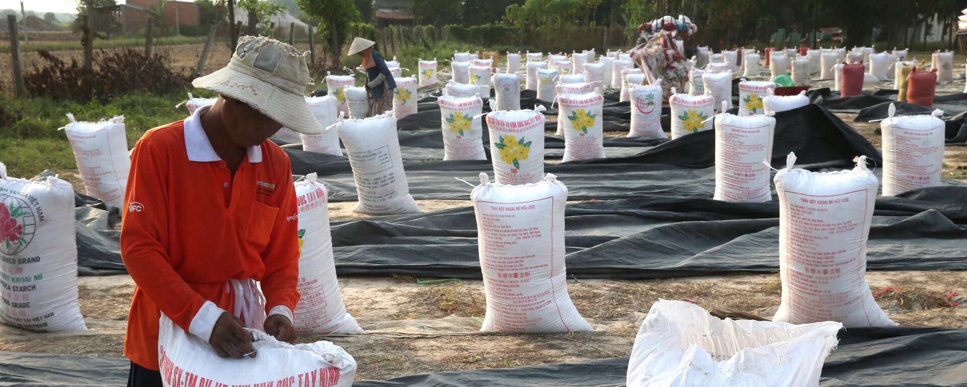 Thu gom gạo vào bao để vận chuyển, Việt Nam - Sputnik Việt Nam, 1920, 10.09.2025