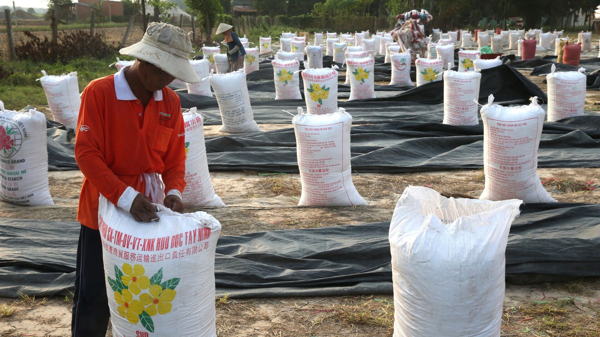 Thu gom gạo vào bao để vận chuyển, Việt Nam Thu gom gạo vào bao để vận chuyển, Việt Nam - Sputnik Việt Nam, 1920, 10.09.2025