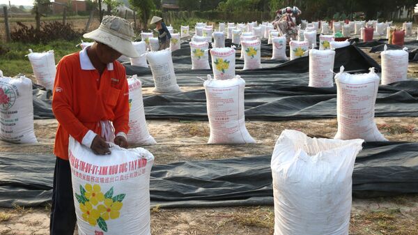 Thu gom gạo vào bao để vận chuyển, Việt Nam - Sputnik Việt Nam