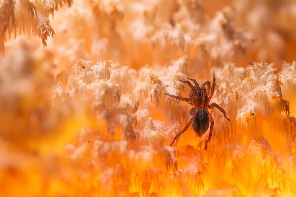 Ảnh &quot;Trong vương quốc san hô&quot; của nhiếp ảnh gia Denis Pronin, tác phẩm đoạt giải hạng mục &quot;Macroworld&quot; cuộc thi ảnh &quot;Đất nước đẹp nhất qua con mắt trẻ thơ&quot; lần thứ 11 - Sputnik Việt Nam