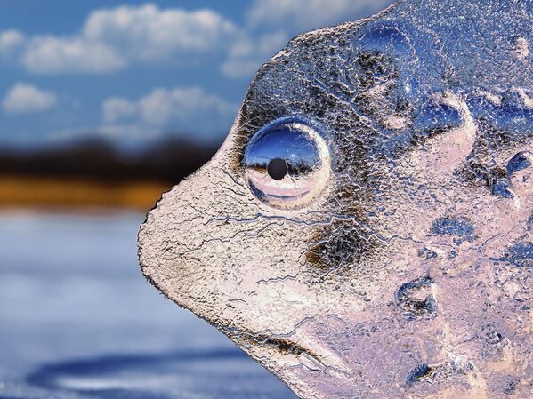 Ảnh &quot;Hải cẩu buồn&quot; của nhiếp ảnh gia Igor Zhabsky, tác phẩm đoạt giải hạng mục &quot;Nghệ thuật động vật hoang dã (Ảnh nghệ thuật)&quot; cuộc thi ảnh &quot;Đất nước đẹp nhất&quot; lần thứ 11 - Sputnik Việt Nam