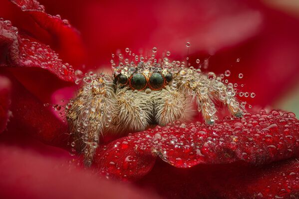 Ảnh &quot;Nhện nhảy trên cánh hoa hồng đỏ&quot; của nhiếp ảnh gia Yuri Podgrushny, đoạt giải hạng mục &quot;Macroworld&quot; cuộc thi ảnh &quot;Đất nước đẹp nhất&quot; lần thứ 11 - Sputnik Việt Nam