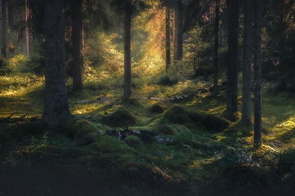 Ảnh &quot;Khu rừng bí ẩn&quot; của nhiếp ảnh gia Daniil Silantyev, đoạt giải hạng mục &quot;Hình nền máy tính đẹp nhất&quot; cuộc thi ảnh &quot;Đất nước đẹp nhất&quot; lần thứ 11 - Sputnik Việt Nam