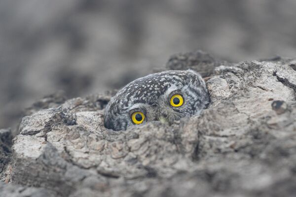 &quot;Cây đang nhìn em&quot; của nhiếp ảnh gia Natalia Privalenko, chiến thắng hạng mục &quot;Chim&quot; cuộc thi ảnh &quot;Quê hương đẹp nhất&quot; lần thứ 11 - Sputnik Việt Nam