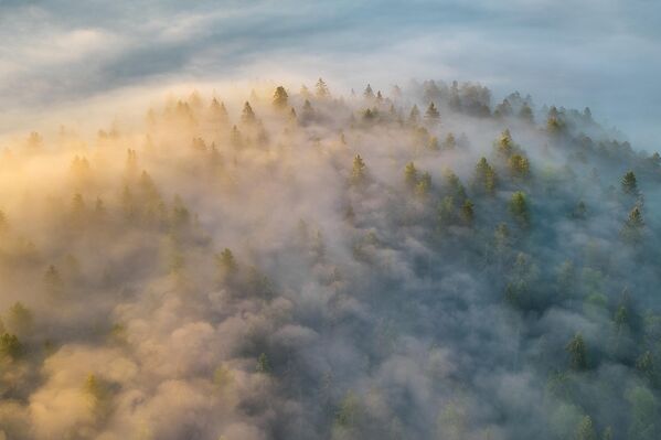&quot;Chuyện kể buổi sáng trên rừng vân sam&quot; của nhiếp ảnh gia Alexander Pashenichev, chiến thắng hạng mục &quot;Phép thuật các yếu tố&quot; cuộc thi ảnh &quot;Quê hương đẹp nhất&quot; lần thứ 11 - Sputnik Việt Nam