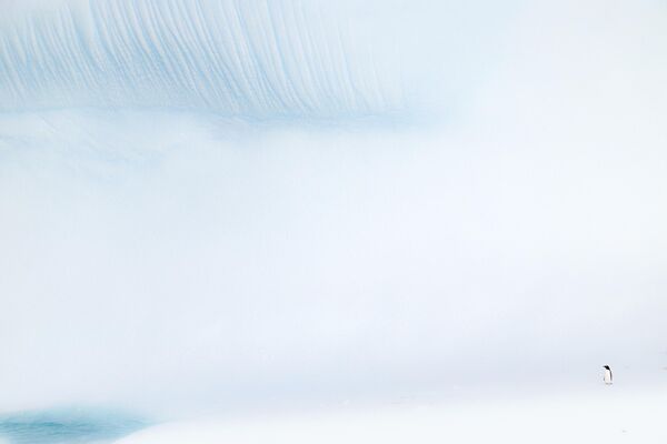 Bức ảnh “Chim cánh cụt trước tảng băng trôi” của Romain Barats, người vào chung kết hạng mục Mỹ thuậ cuộc thi Nhiếp ảnh gia Đại dương năm 2025 Bức ảnh “Chim cánh cụt trước tảng băng trôi” của Romain Barats, người vào chung kết hạng mục Mỹ thuậ cuộc thi Nhiếp ảnh gia Đại dương năm 2025 - Sputnik Việt Nam