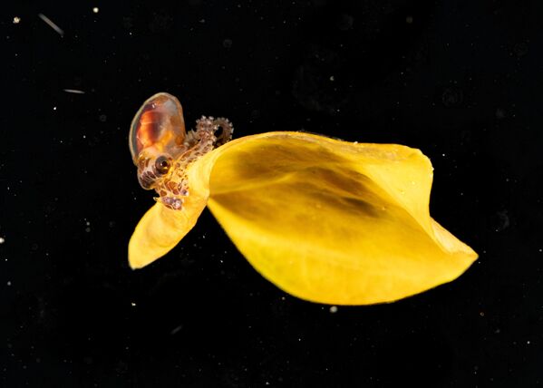 Ảnh "Một chú bạch tuộc con" của Jialing Cai, người đoạt giải hạng mục Hạng mục Nữ Fifty Fathoms cuộc thi Nhiếp ảnh gia Đại dương năm 2025 Ảnh "Một chú bạch tuộc con" của Jialing Cai, người đoạt giải hạng mục Hạng mục Nữ Fifty Fathoms cuộc thi Nhiếp ảnh gia Đại dương năm 2025 - Sputnik Việt Nam