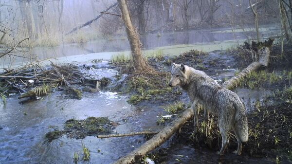 Một con sói trong khu rừng Chernobyl - Sputnik Việt Nam