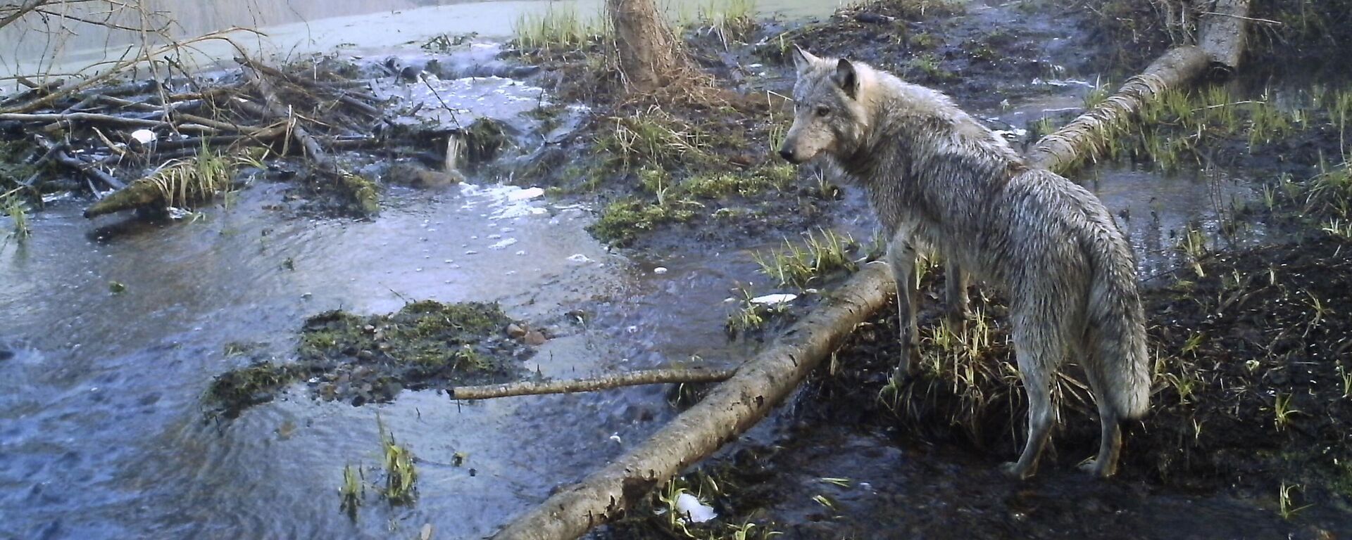 Một con sói trong khu rừng Chernobyl - Sputnik Việt Nam, 1920, 27.09.2025