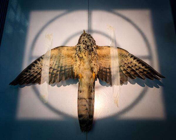 "Chụp ảnh phóng xạ" của nhiếp ảnh gia Ấn Độ Sarthak Agrawal đã giành giải nhất hạng mục bảo tồn (ảnh đơn) trong cuộc thi Bird Photographer of the Year 2025 "Chụp ảnh phóng xạ" của nhiếp ảnh gia Ấn Độ Sarthak Agrawal đã giành giải nhất hạng mục bảo tồn (ảnh đơn) trong cuộc thi Bird Photographer of the Year 2025 - Sputnik Việt Nam