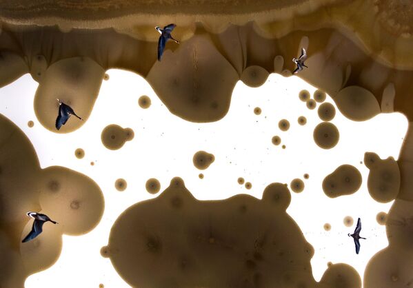 "Chuyến bay" của nhiếp ảnh gia Hungary Tibor Litauszki đã giành giải nhất trong hạng mục chim đang bay trong cuộc thi Bird Photographer of the Year 2025 "Chuyến bay" của nhiếp ảnh gia Hungary Tibor Litauszki đã giành giải nhất trong hạng mục chim đang bay trong cuộc thi Bird Photographer of the Year 2025 - Sputnik Việt Nam