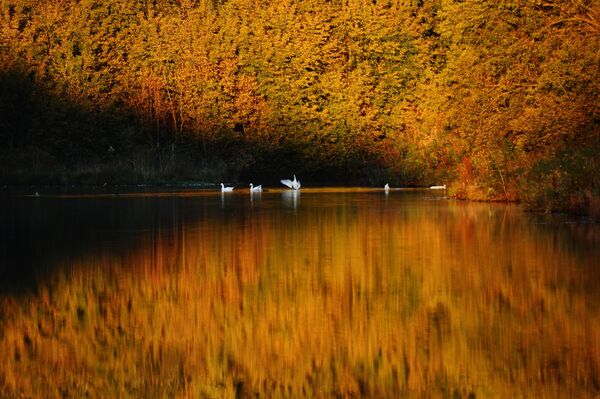 Đàn thiên nga duyên dáng trên Hồ Thiên Nga ở Altai - Sputnik Việt Nam