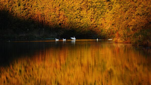 Đàn thiên nga duyên dáng trên Hồ Thiên Nga ở Altai - Sputnik Việt Nam