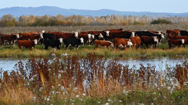 Những chú bò thong dong trên bờ sông tại vùng Altai - Sputnik Việt Nam