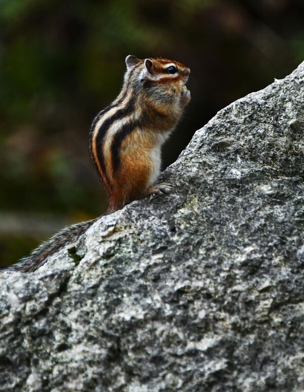 Sóc chuột ở vùng Altai - Sputnik Việt Nam