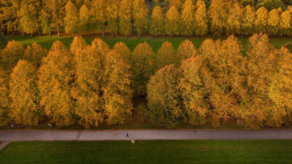 Ánh nắng chiều tà rọi xuống một con đường rợp bóng cây khoe sắc thu tại Công viên Marbury, Northwich, Anh - Sputnik Việt Nam