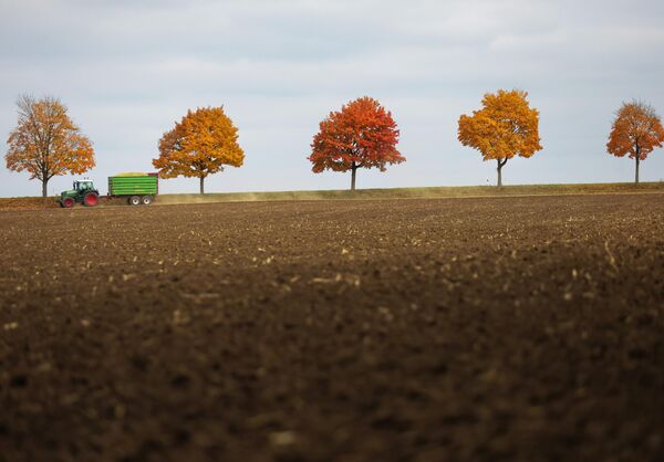 Baden-Württemberg, Riedlingen. Một người nông dân lái xe ngang qua những hàng cây chuyển màu thu với chiếc xe kéo chở ngô - Sputnik Việt Nam