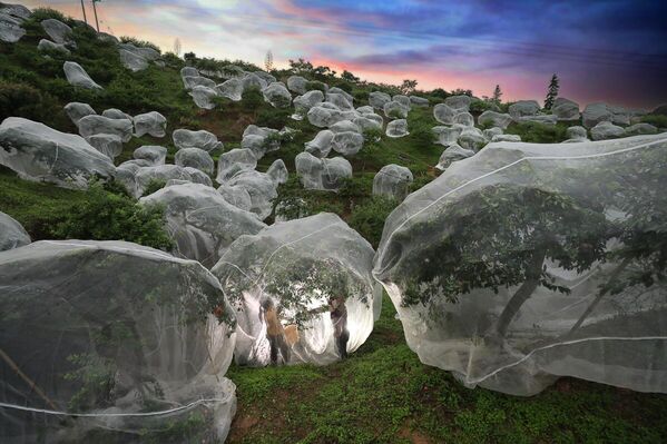 Fruit trees growing in tents của Jianxing Zhu, giải nhất hạng mục Hành trình &amp; Phiêu lưu, cuộc thi Siena International Photo Awards 2025 - Sputnik Việt Nam