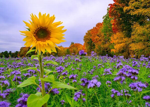 Brandenburg, Briesen. Một bông hoa hướng dương mọc giữa những cây phacelia nở hoa tím trên cánh đồng cây rụng lá đang chuyển màu mùa thu. - Sputnik Việt Nam