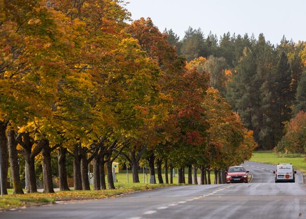 Những chiếc lá đầy màu sắc có thể được nhìn thấy trên cây ở Linköping, Thụy Điển, vào ngày 10 tháng 10. - Sputnik Việt Nam