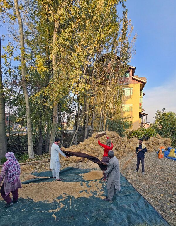 Cảnh nông dân thu hoạch lúa ở Kashmir. - Sputnik Việt Nam