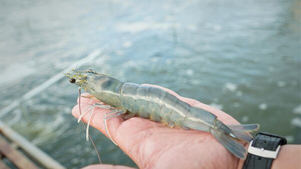 Theo kết quả thống kê, mô hình đã cho tỷ lệ tôm nuôi đạt gần 80%, năng suất khoảng 45 tấn/ha/vụ
 - Sputnik Việt Nam