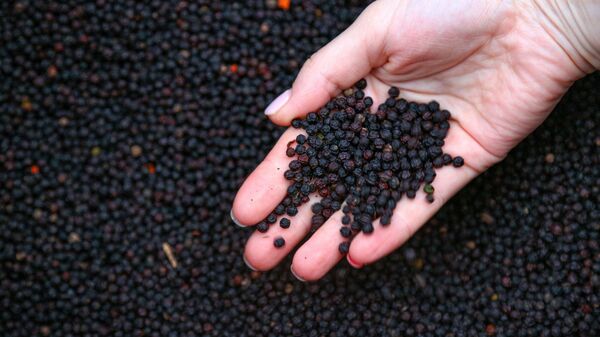 Hồ tiêu Việt Nam - Sputnik Việt Nam