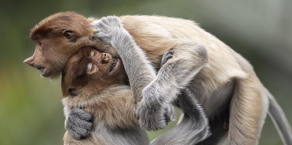 Ảnh Brotherly Hug của Daniel Valverde, trong Top 100 hạng mục Amateur Nature Landscape tại cuộc thi EPSON International Pano Awards lần thứ 16 Ảnh Brotherly Hug của Daniel Valverde, trong Top 100 hạng mục Amateur Nature Landscape tại cuộc thi EPSON International Pano Awards lần thứ 16 - Sputnik Việt Nam