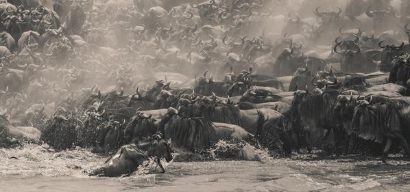 Ảnh Wildebeest Migration in Kenya của William Chua, nhận giải Southeast Asia Photographer of the Year tại cuộc thi EPSON International Pano Awards lần thứ 16 Ảnh Wildebeest Migration in Kenya của William Chua, nhận giải Southeast Asia Photographer of the Year tại cuộc thi EPSON International Pano Awards lần thứ 16 - Sputnik Việt Nam