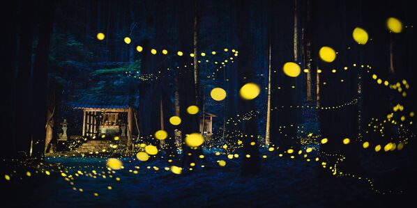 Ảnh Sacred Dance of Fireflie tại cuộc thi EPSON International Pano Awards lần thứ 16 Ảnh Sacred Dance of Fireflie tại cuộc thi EPSON International Pano Awards lần thứ 16 - Sputnik Việt Nam