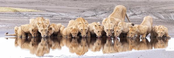 Ảnh At The Bar của Ranjan Ramchandani, Top 100 hạng mục Open Nature Landscape tại cuộc thi EPSON International Pano Awards lần thứ 16 Ảnh At The Bar của Ranjan Ramchandani, Top 100 hạng mục Open Nature Landscape tại cuộc thi EPSON International Pano Awards lần thứ 16 - Sputnik Việt Nam