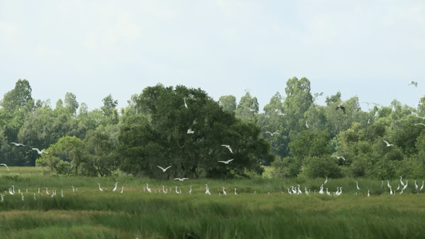 Những điều kỳ diệu của Vườn quốc gia Tràm Chim trong mùa nước nổi - Sputnik Việt Nam