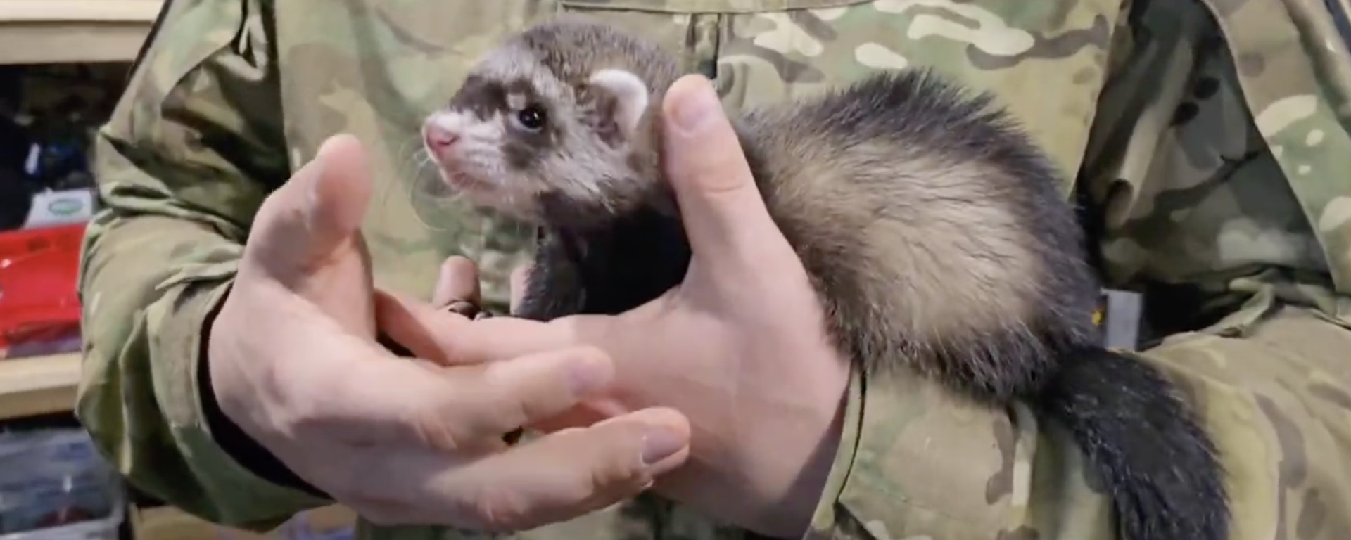 Chồn sương Rikki giúp nâng cao tinh thần chiến đấu của binh sĩ Nga - Sputnik Việt Nam, 1920, 15.11.2025