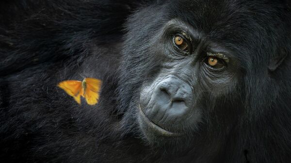 Снимок Shared wonder американского фотографа Mary Schrader, победивший  в категории Animal Portraits конкурса Nature Photographer of the Year 2025 - Sputnik Việt Nam
