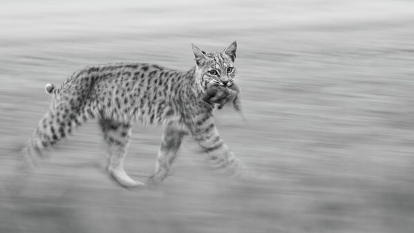 Panning bobcat – tác phẩm của nhiếp ảnh gia Mỹ Leo Dale, chiến thắng hạng mục Youth, cuộc thi Nature Photographer of the Year 2025 - Sputnik Việt Nam