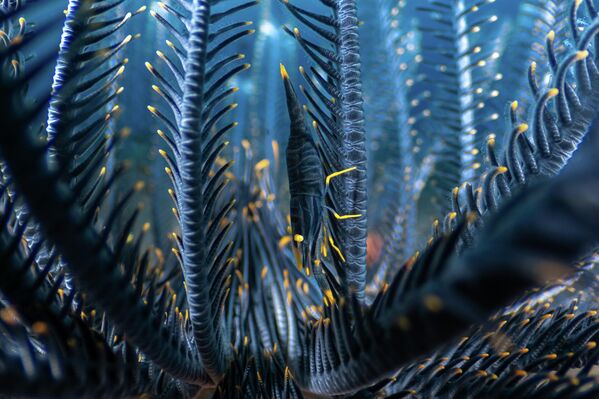 Featherhome – tác phẩm của nhiếp ảnh gia Tây Ban Nha Luis Arpa Toribio, giải nhất hạng mục Underwater, cuộc thi Nature Photographer of the Year 2025 - Sputnik Việt Nam