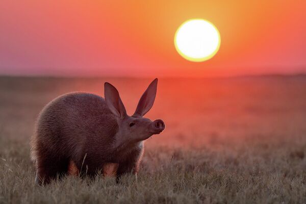 A Curious Nose – tác phẩm của nhiếp ảnh gia Nam Phi Laura Dyer, được đánh giá cao trong hạng mục Animal Portraits, cuộc thi Nature Photographer of the Year 2025 - Sputnik Việt Nam