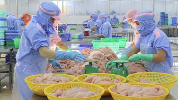 Chế biến cá tra xuất khẩu tại Công ty Cổ phần xuất nhập khẩu thuỷ sản Cửu Long (phường Long Xuyên, tỉnh An Giang) - Sputnik Việt Nam