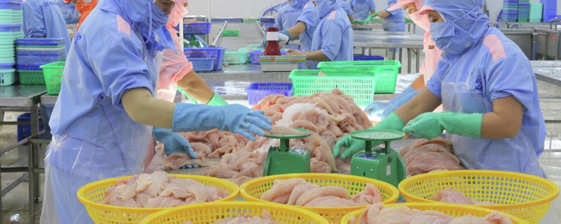 Chế biến cá tra xuất khẩu tại Công ty Cổ phần xuất nhập khẩu thuỷ sản Cửu Long (phường Long Xuyên, tỉnh An Giang) - Sputnik Việt Nam, 1920, 24.11.2025