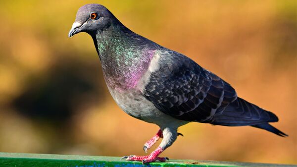 chim bồ câu - Sputnik Việt Nam