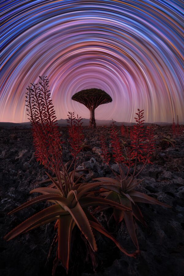 Bức tranh “Aloe Vera and Dragon Tree with Star Trails” (“Cây lô hội và cây rồng dưới vệt sao”) của nhà nhiếp ảnh người Thụy Sĩ Benjamin Barakat, lọt vào vòng chung kết cuộc thi The 12th International Landscape Photographer of the Year - Sputnik Việt Nam