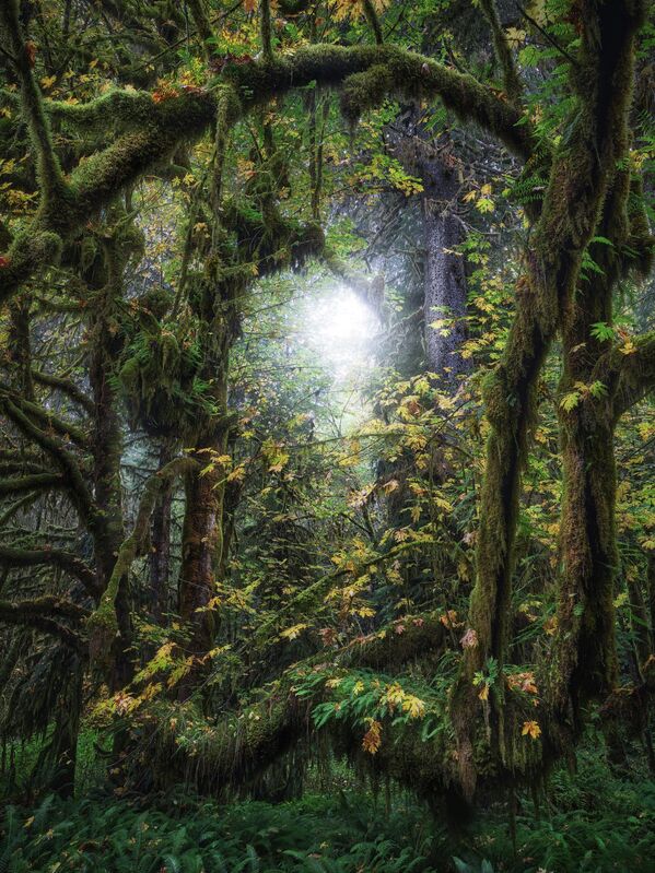 Bức tranh “Frame” (“Khung hình”) của nhà nhiếp ảnh Canada Jinyi Han, lọt vào vòng chung kết cuộc thi The 12th International Landscape Photographer of the Year - Sputnik Việt Nam