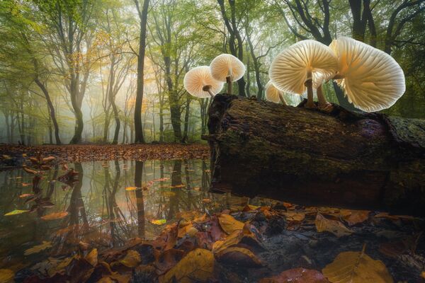 Bức tranh “Porcelain Shrooms” (“Những cây nấm sứ”) của nhà nhiếp ảnh người Hà Lan Albert Dros, xếp thứ hai trong hạng mục Photograph of the Year (Ảnh xuất sắc trong năm) cuộc thi The 12th International Landscape Photographer of the Year - Sputnik Việt Nam